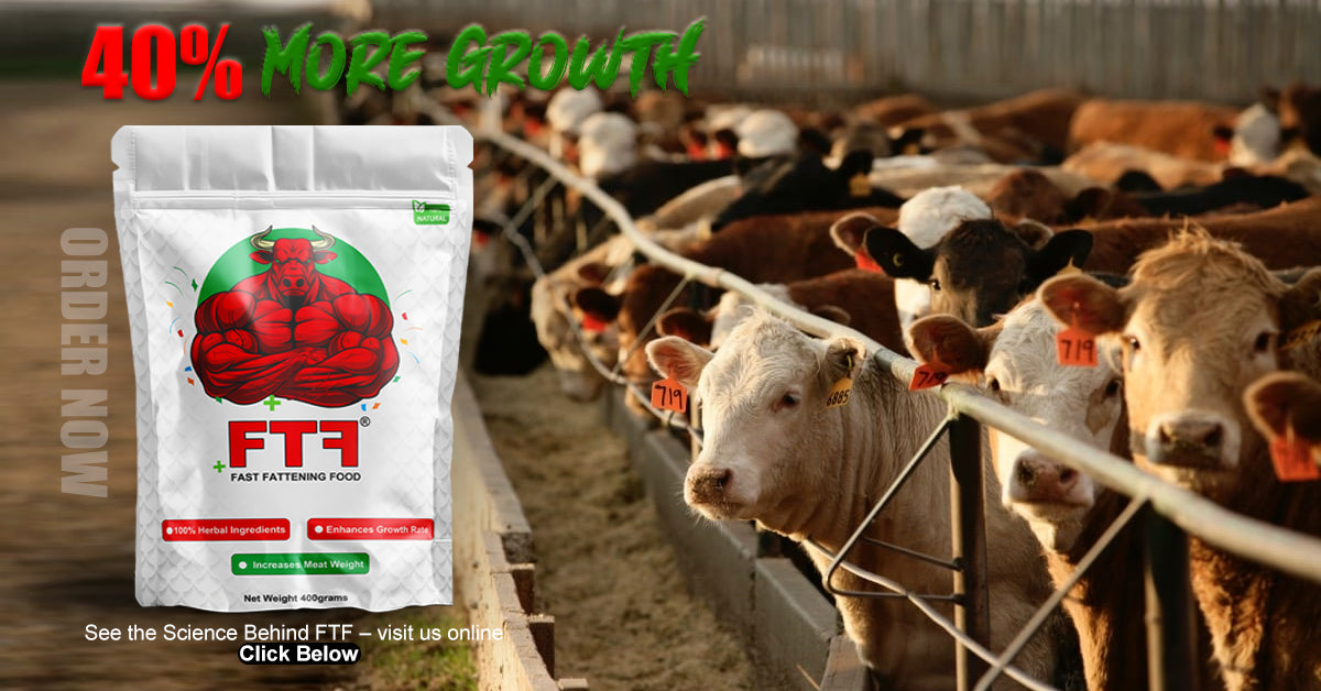 FTF - Fast Fattening Food